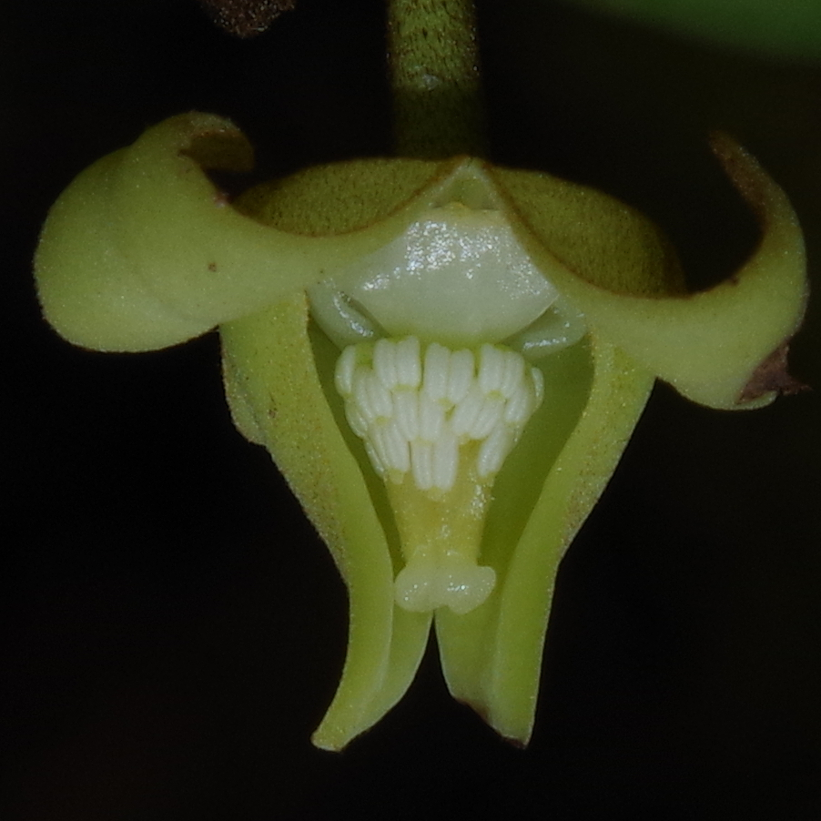 Cutting an Annonaceae fruit