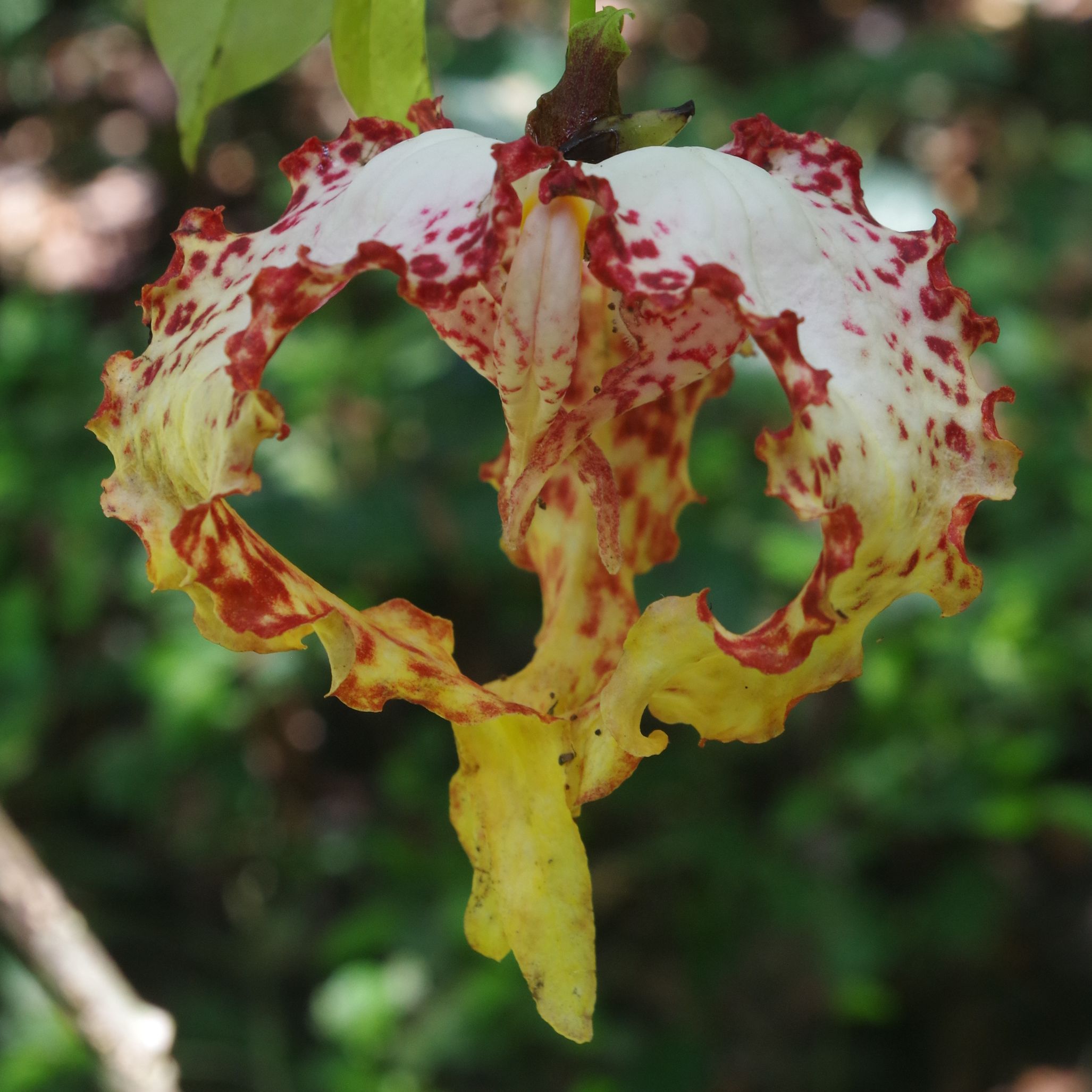 Cuyabeno rain forest, Ecuador