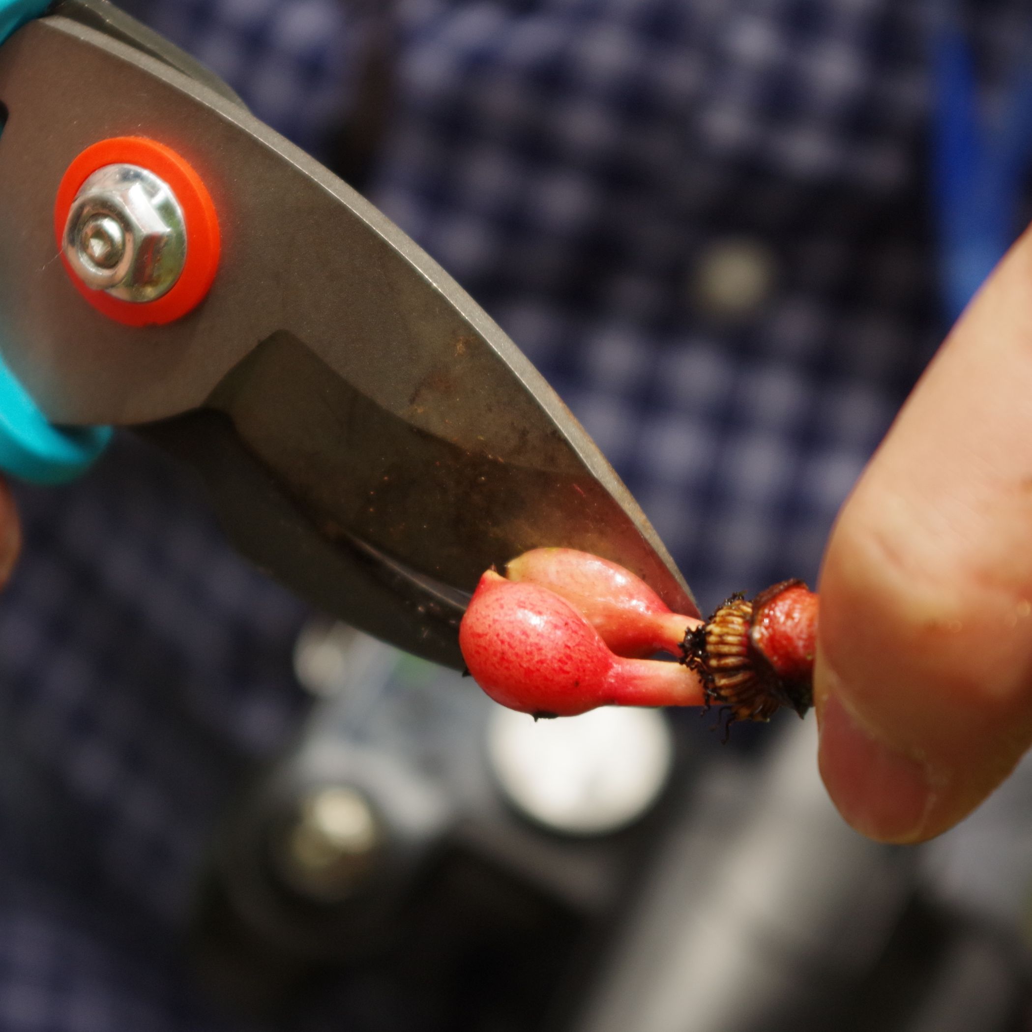 Cutting an Annonaceae fruit